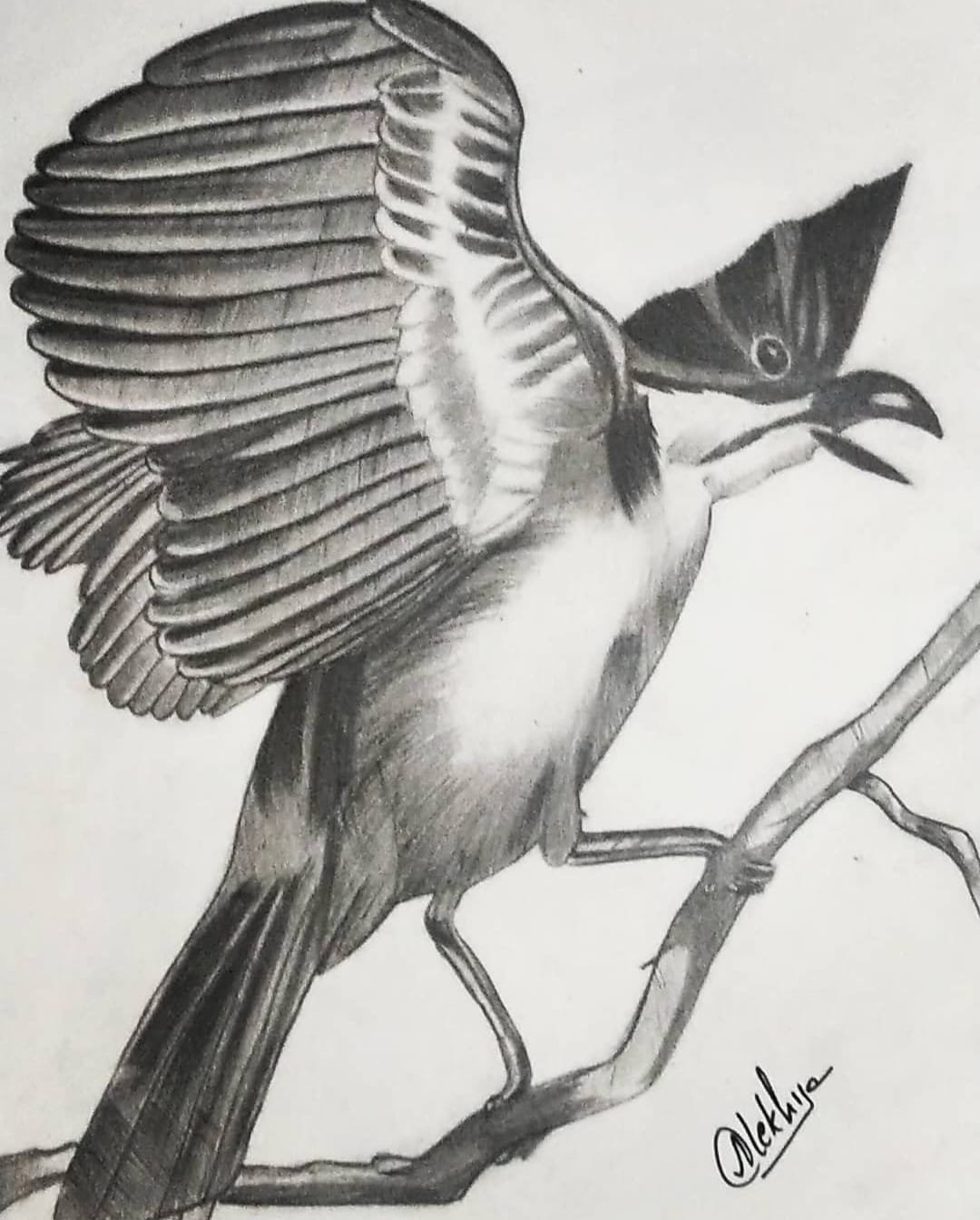 Red Whiskerd Bul Bul